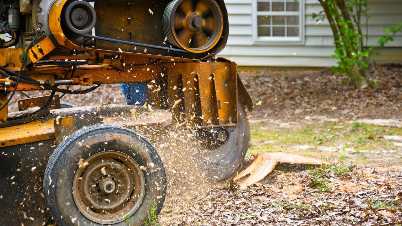 removing tree stumps in Midland TX